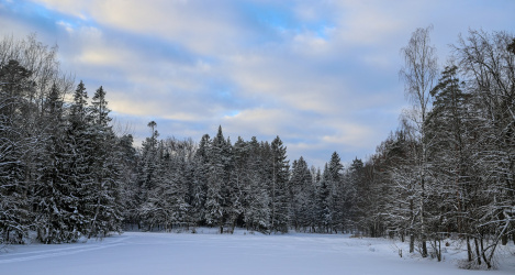 Кто выступит в Петербурге зимой 2025/2026: Pupo, «Иванушки International» и Любовь Успенская